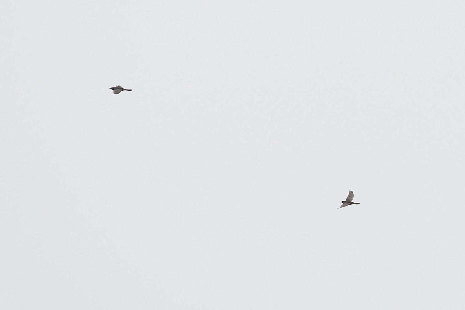 Ring Ouzel In Flight Ring Ouzel In Flight