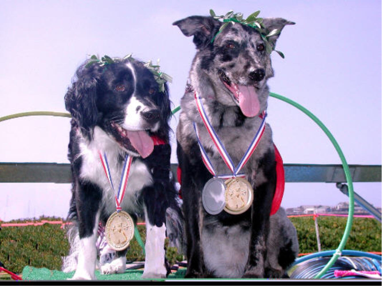 000 dogs. бродячие собаки в москве в метро. 000 dogs. 000 dogs. пара собак с медалями.