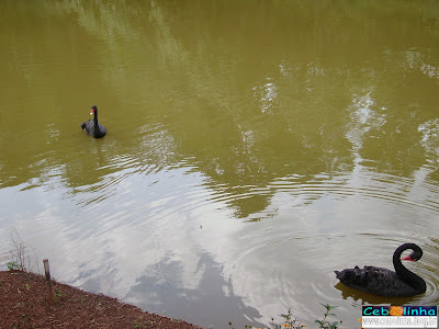 Os cisnes no lago