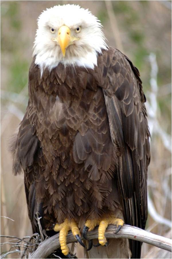 Water Logged Bald Eagles In North Carolina Water Logged Bald Eagles In North Carolina