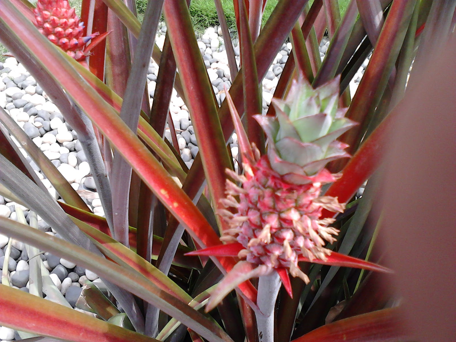 Garden Care Simplified Red Color Leaves Agave Plants Fruits and Care