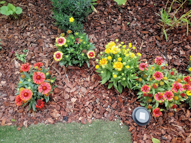 Gallardia (Gaillardia aristata Pursh.).