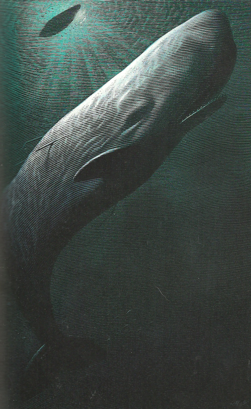 animalarium white whale animalarium white whale