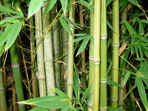 Ethiopia has the largest bamboo forest in Africa, 7% of the worlds supply Ethiopia has the largest bamboo forest in Africa, 7% of the worlds supply
