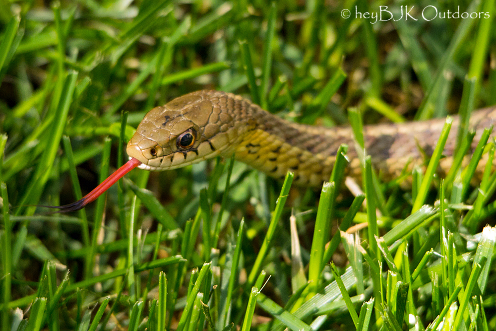 Snake In The Grass Quotes. QuotesGram