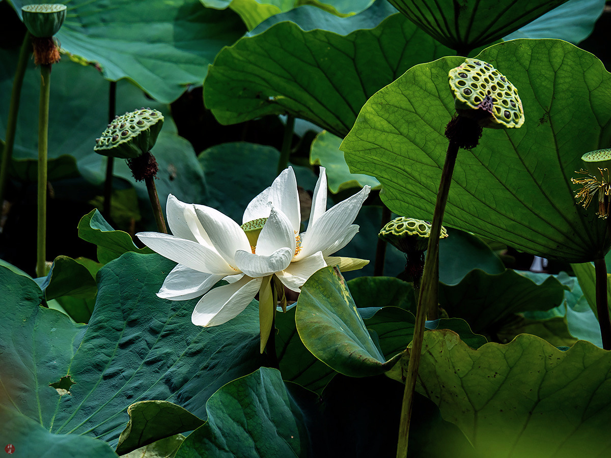 FROM THE GARDEN OF ZEN Sacred lotus flower Tsurugaokahachimangu