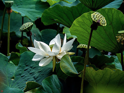 Sacred lotus flower: Tsurugaoka-hachimangu