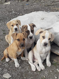 Un Pit Bull Per Amico 4 Cuccioli Simil Pit Al Sud Se Non Trovano