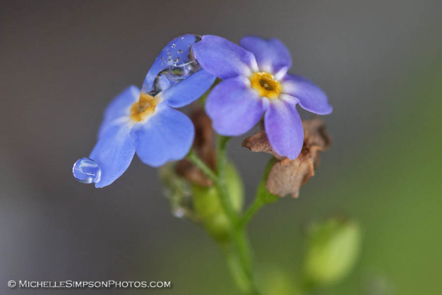 Michelle Simpson Photos Me Not Melted Crystal