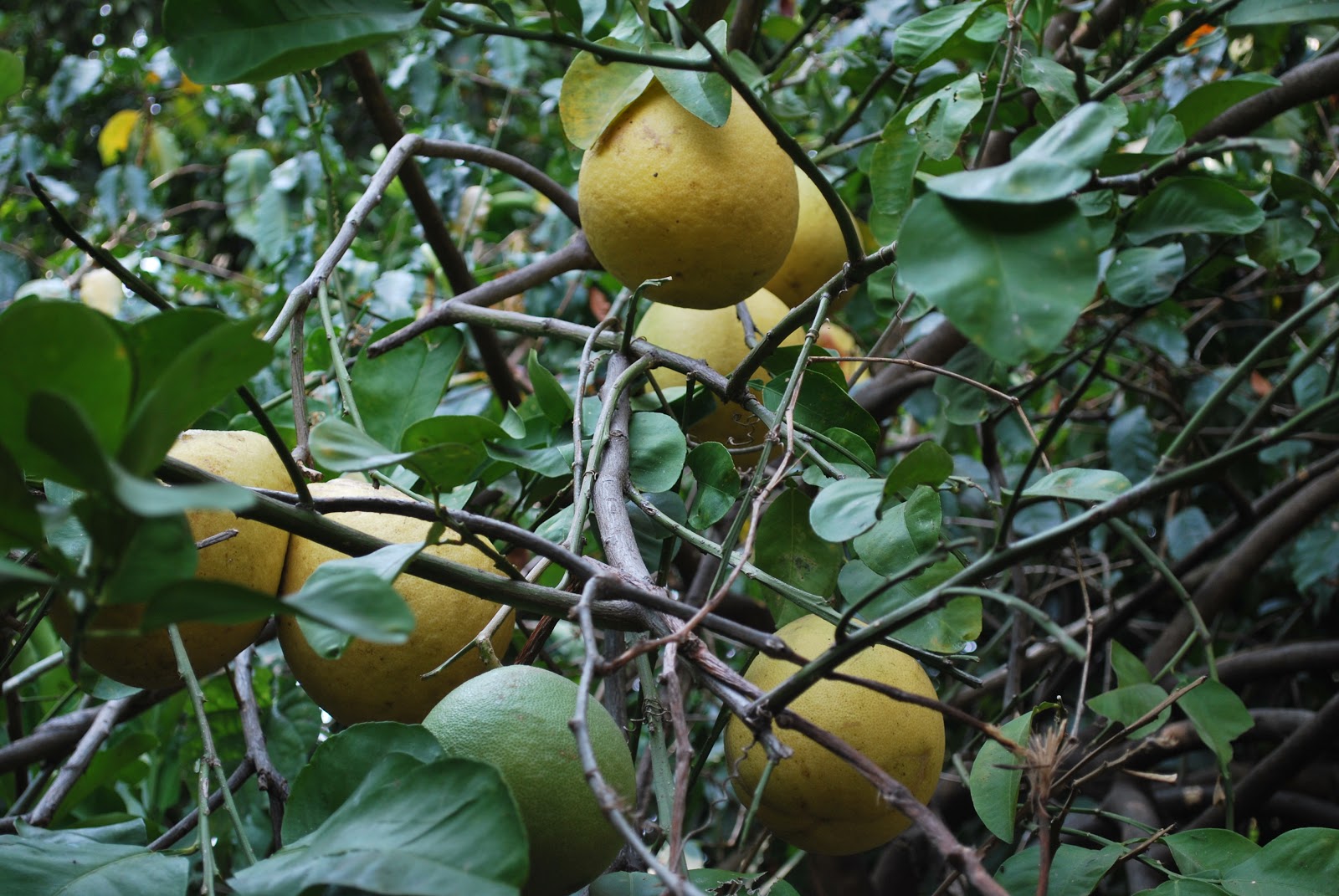 Humboldtina Venezuela Pampelmuse Citrus maxima Pomelo, Toronja