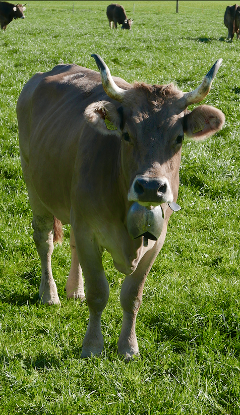 Download Unrecht haben For iPhone Unrecht Haben