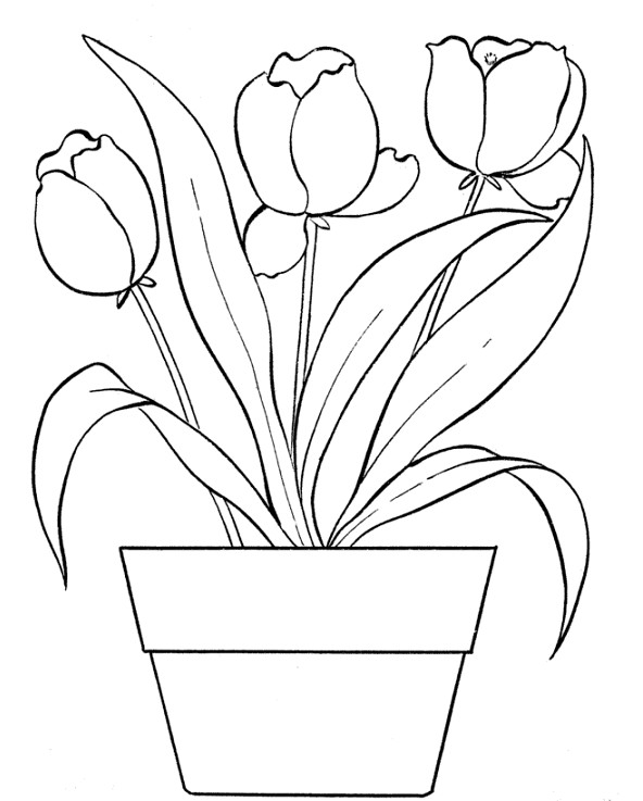 Paling Bagus 13+ Gambar Bunga Tulip Putih Yg Indah - Gambar Bunga Indah