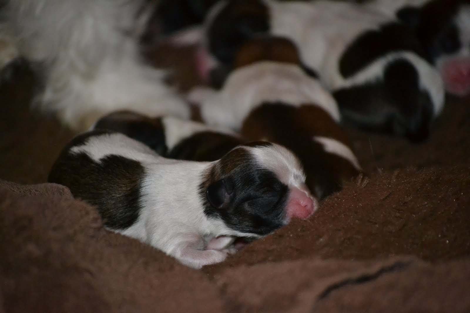 The Lhasa Apso Nursery APRI Registered Lhasa Apso Puppies For sale!
