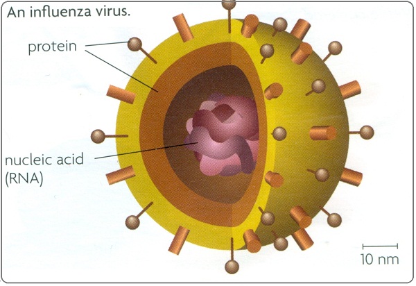 Вирус оспы культивирование. Virus 9