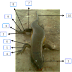 Laporan Praktikum Anatomi Hewan Reptilia (Mabouya multifasciata)