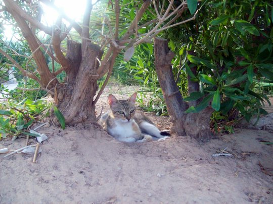 Djerba Beach cat