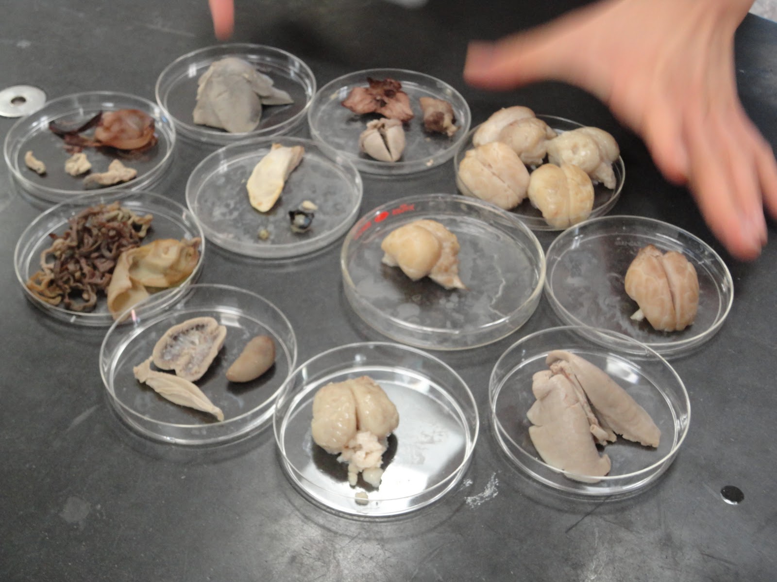 Bio is Inside of YOU: PIG DISSECTION