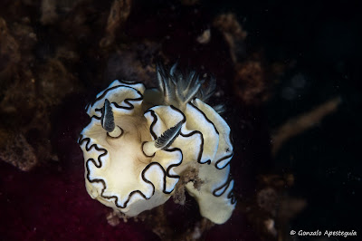 Foto van een nudibranch (naaktslak) gedurende het duiken van Ko Lanta