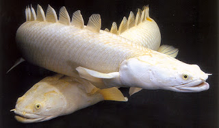 Polypterus Senegalus 5 Besar Ikan Purba yang Masih Ada di Dunia