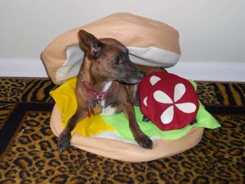 chien hamburger