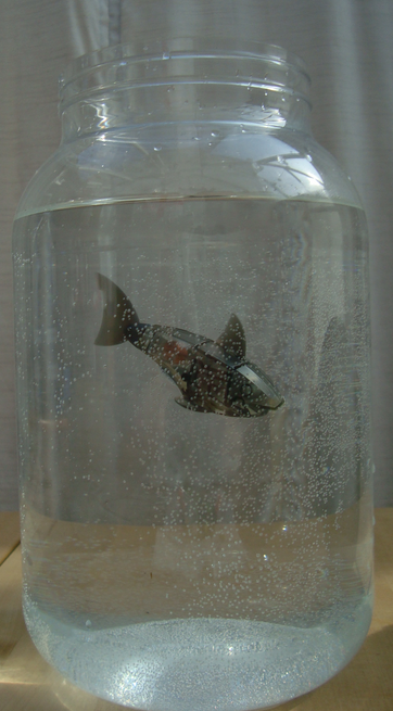 hexbug fish tank