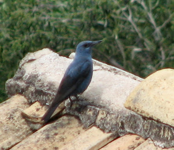 Ένας γαλάζιο πουλί(?)...