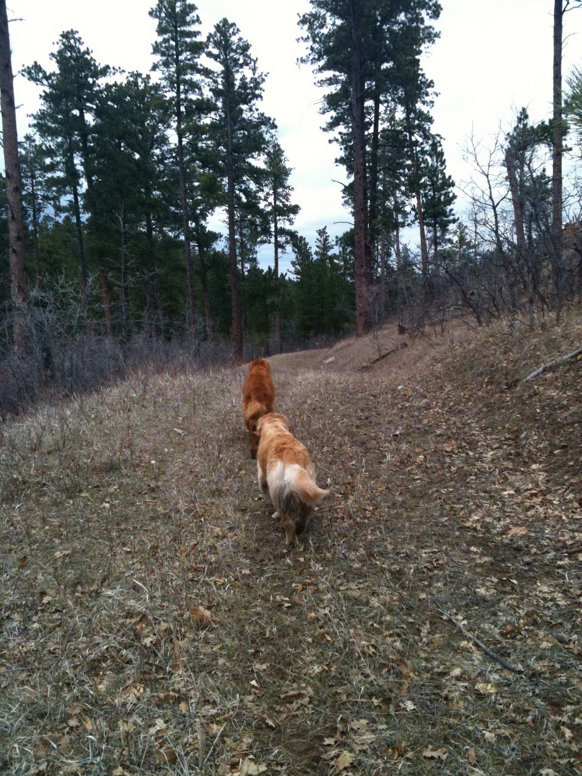 adventures of missy b Today I met Joe Pickett, the Game Warden
