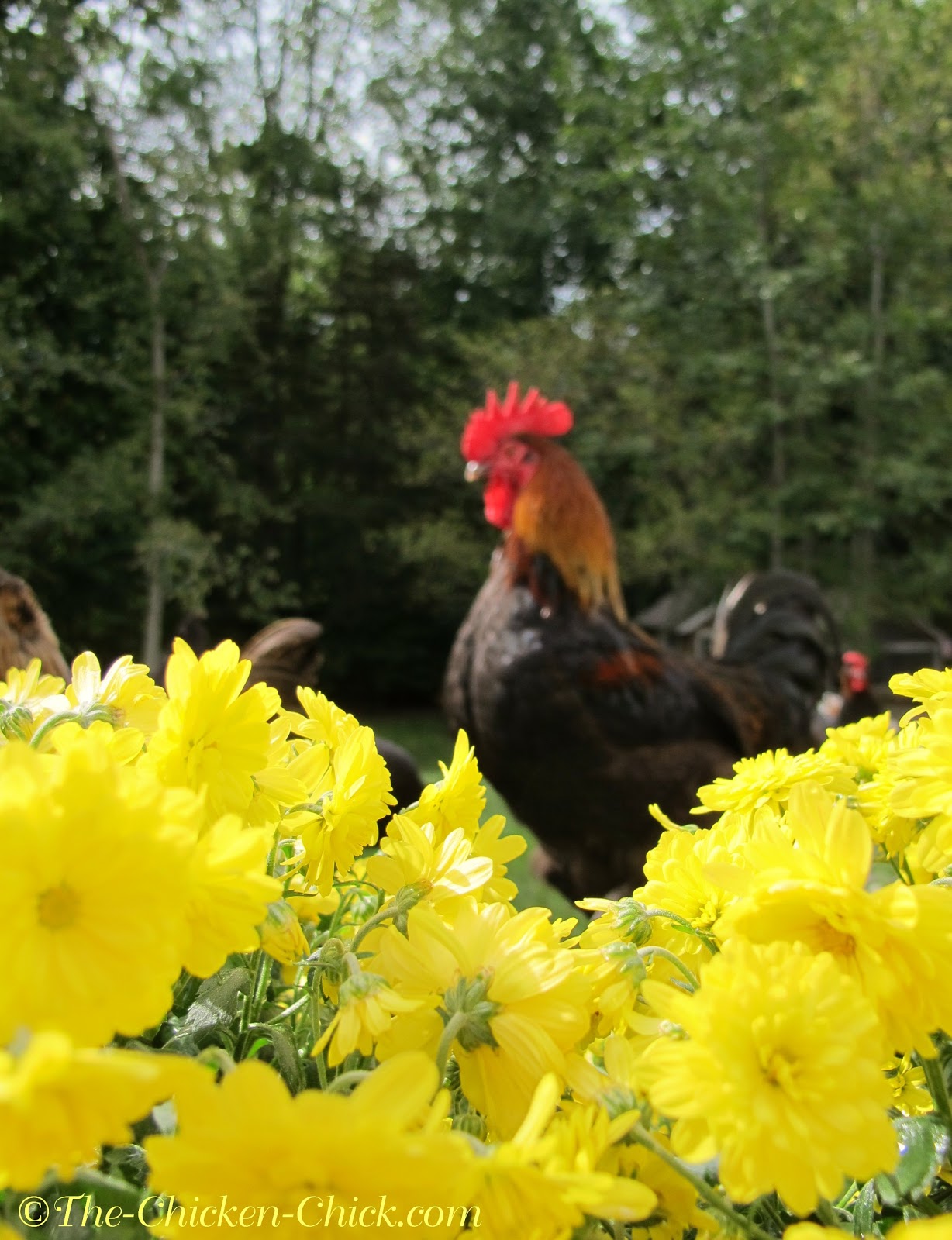 The Chicken Chick® How to Humanely Euthanize a Chicken by Dr. Mike