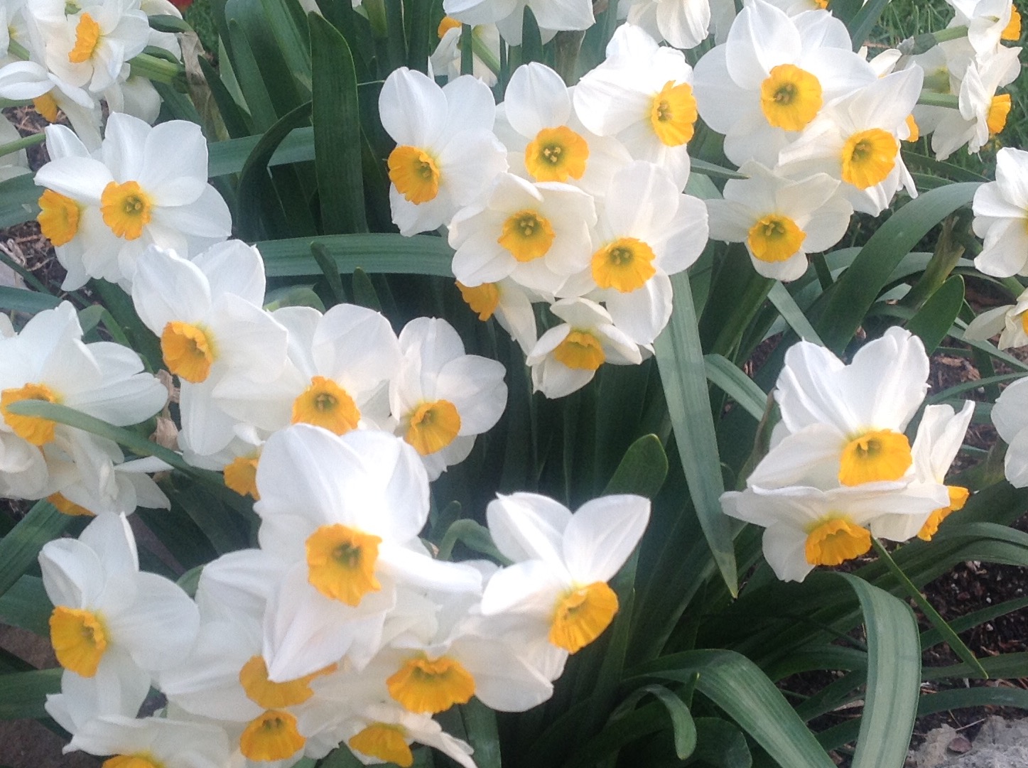 Wilson's Garden Fall BulbsSpring Flowers