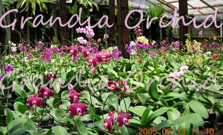 Grandia Orchid