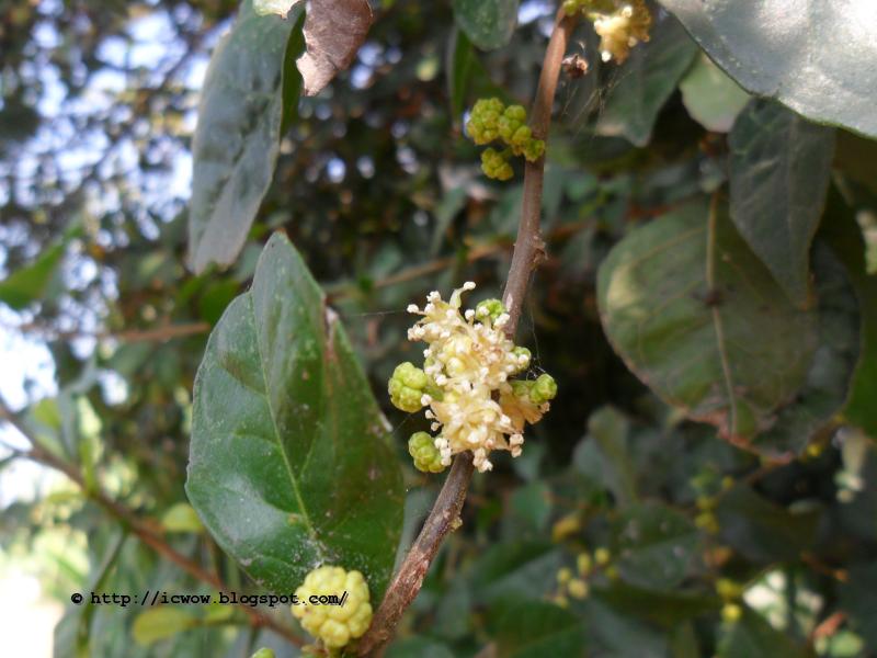 Sheora Gachh(শেওড়া গাছ) - Trophis aspera