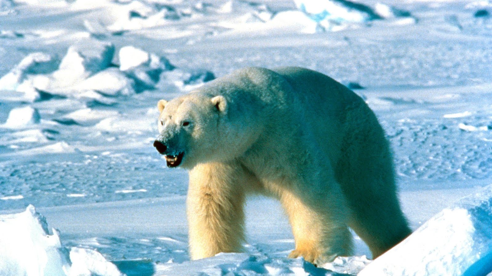 Polar Bear Endangered Facts Danger Choices