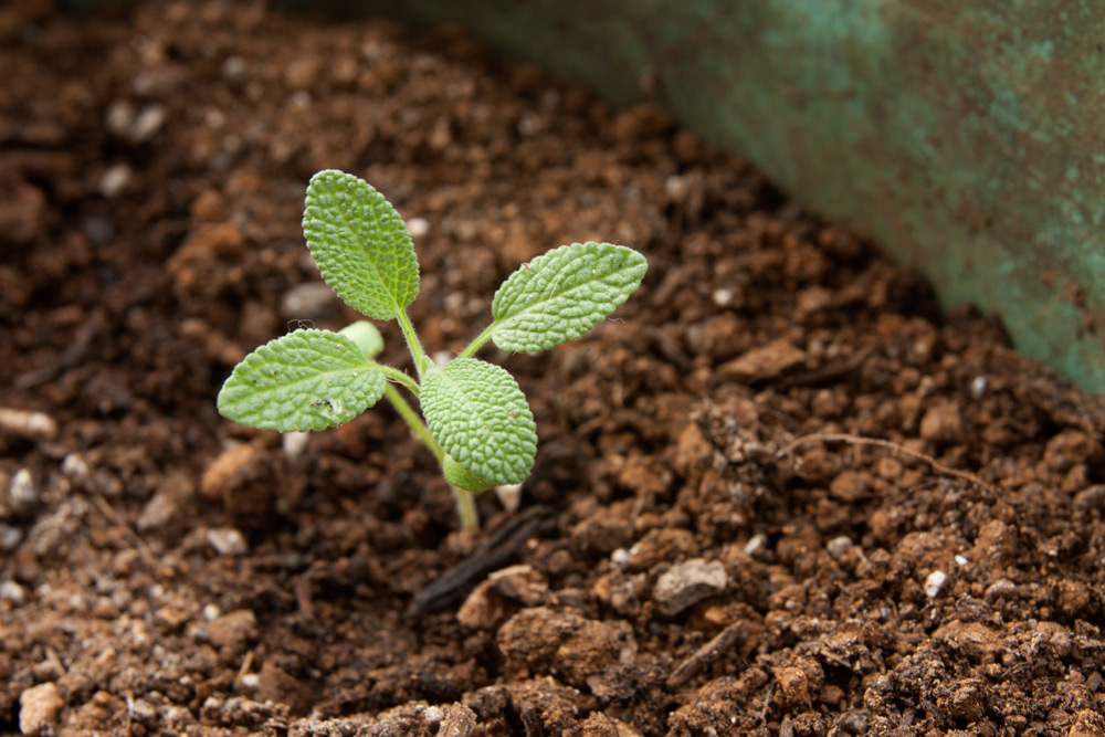 BroadLeaf Sage Adventures in Gardening Pohnpei, Micronesia