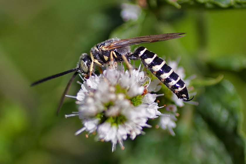 Mint Attracting Insects at Home Focusing on Wildlife