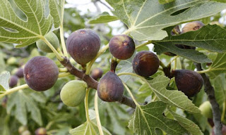 Árbol mágico: la Higuera Árbol mágico: la Higuera