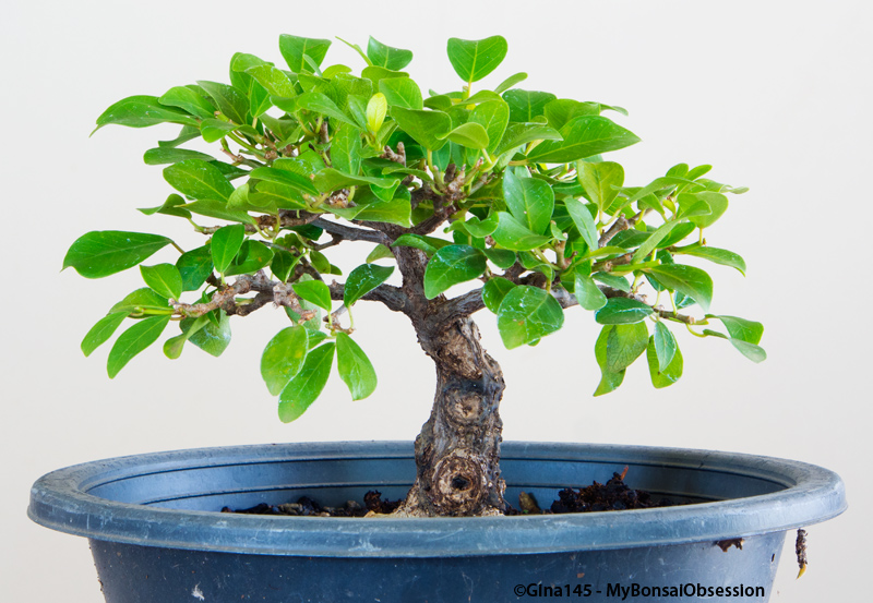 My Bonsai Obsession Clip and Grow Bonsai