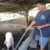 (TrendinG) Ibu Bapa Bertukar Menjadi Babi, Apa yg Terjadi Selepas Anaknya Berdoa Sangat Mengejutkan