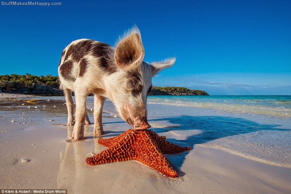 Happy life of Cheerful Swimming Pigs of the Big Majors Cay, Bahamas