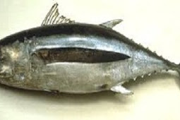 Manfaat Omega 3 Pada Ikan Tuna Bagi Tubuh