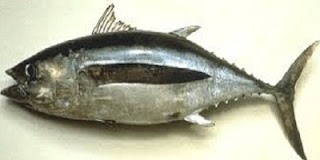 omega 3, manfaat omega 3, manfaat minyak ikan, manfaat ikan tuna, manfaat omega 3 ikan salmon