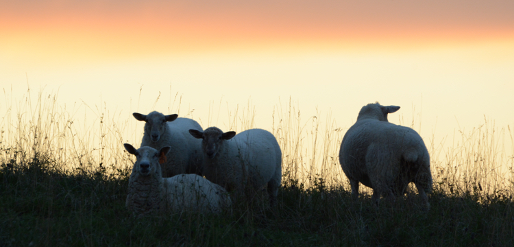 Dog Tale Ranch: Sunset Sheep