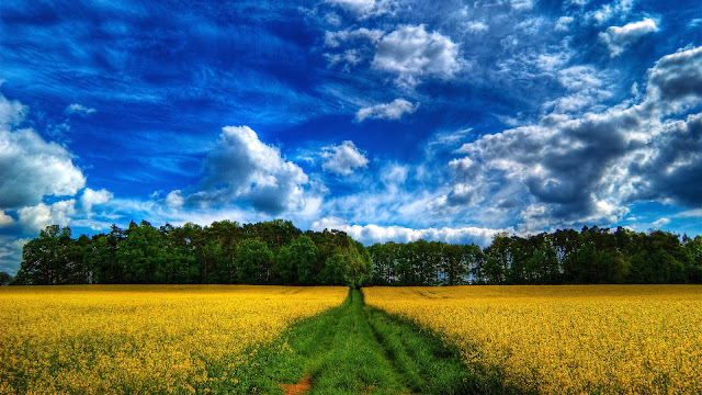 Field Wallpaper - View and Download all kind of Wallpapers