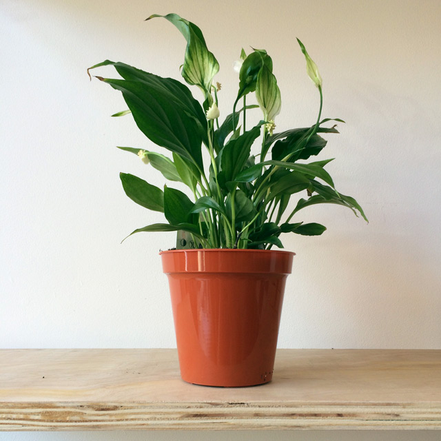 Peace Lily