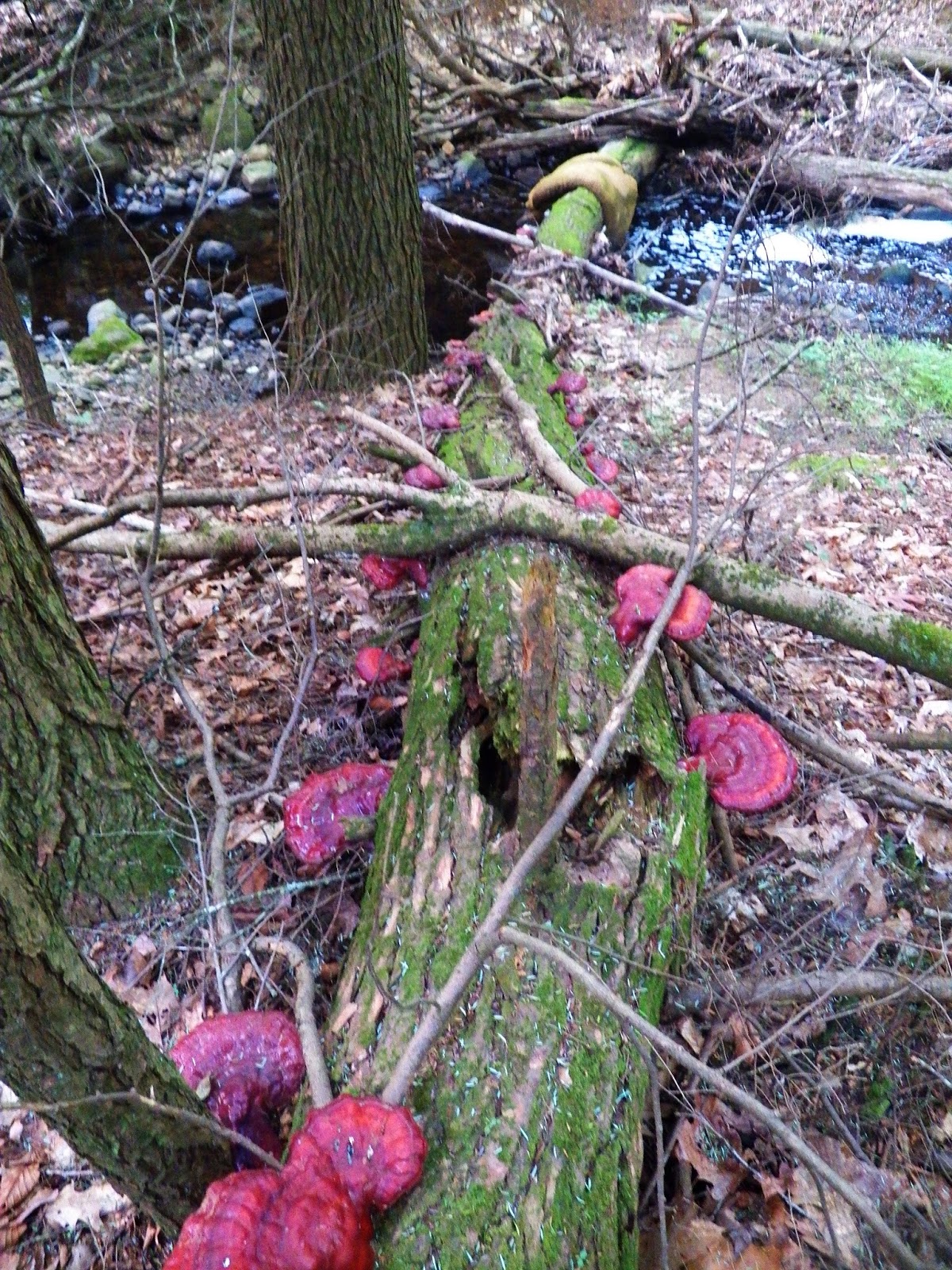 Connecticut Fly Angler Brook Trout with Brk Trt