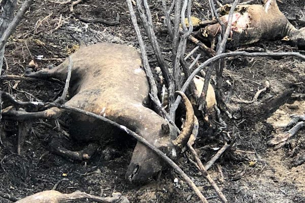 Cientos de animales muertos dejó incendio forestal en Cochrane , chile. Cientos de animales muertos dejó incendio forestal en Cochrane , chile.