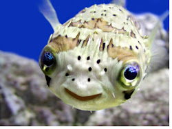marine ocean sea aquatic animals creatures cute underwater biology fish puffer happy animal water cutest adorable saltwater creature under sweet