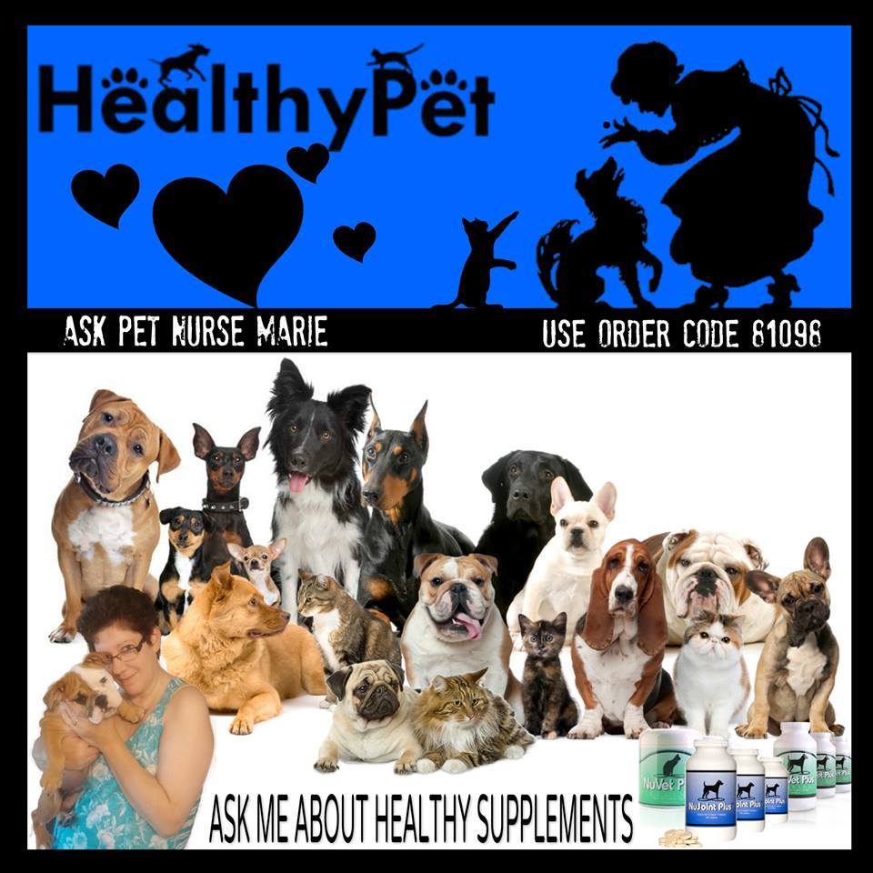 Is It Safe To Give A Dog Zyrtec Is It Safe To Give A Dog Zyrtec