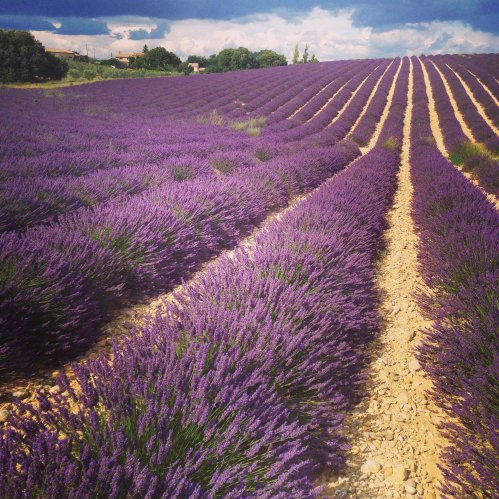 PROVENCE ♥