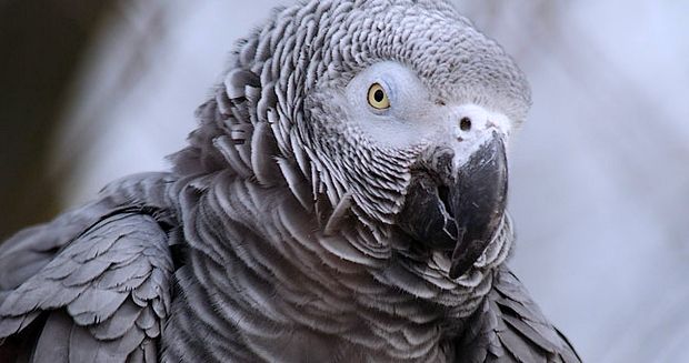 Loro gris africano. Una de las especies de ave más inteligentes del mundo.