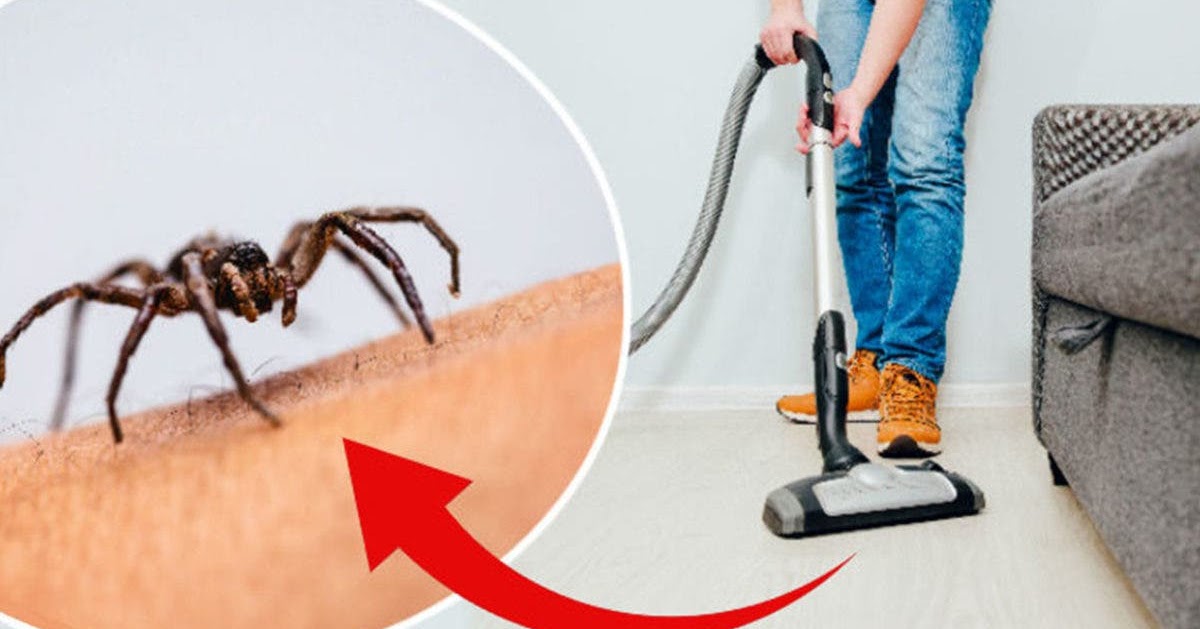 A Spider Can Survive A Long Time In A Vacuum Cleaner And Can Even